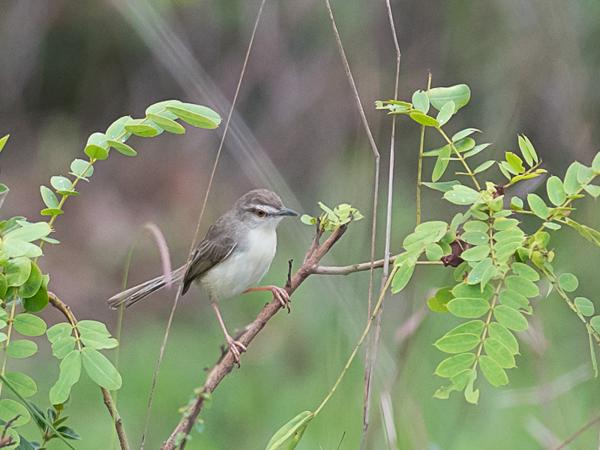 <h3><a href="/trips/srilanka/biota/animalia/chordata/aves/040 passeriformes/088 cisticolidae/prinia inornata/prinia inornata-nl.html">Prinia&nbsp;inornata</a> / Plain&nbsp;prinia / Witteugelprinia</h3>NIKON D500 met AF-S Nikkor 300mm f/2.8G IF-ED VR II, 1/1600 sec  bij F3.2, ISO 800, afstand 19.9&nbsp;m